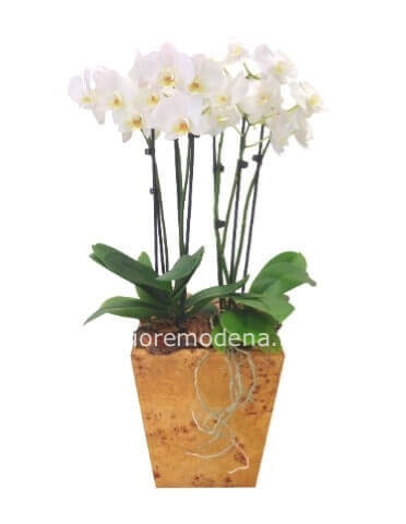 Pianta di phaleonopsis a 2 steli