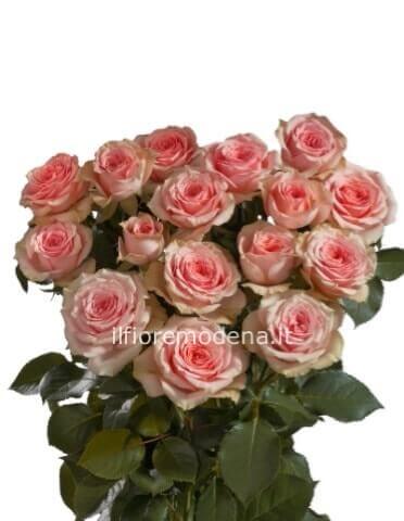 Rose rosa a steli, prima scelta, lunghezza 50 cm