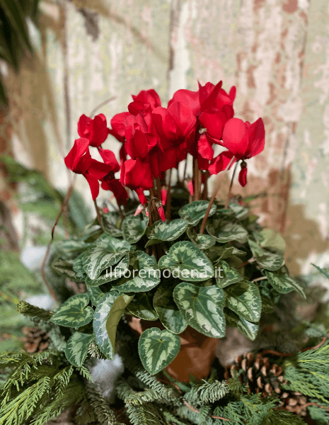 Pianta di ciclamino.