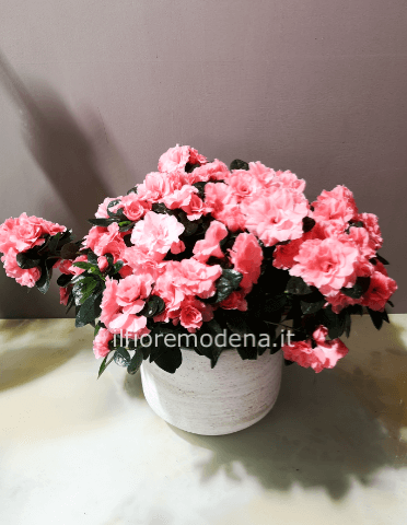 Pianta di azalea