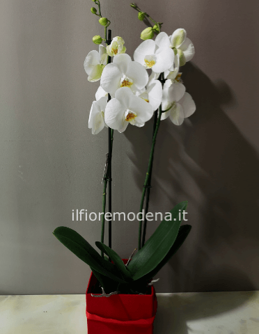 Orchidea phalaenopsis bianca in elegante scatola in velluto