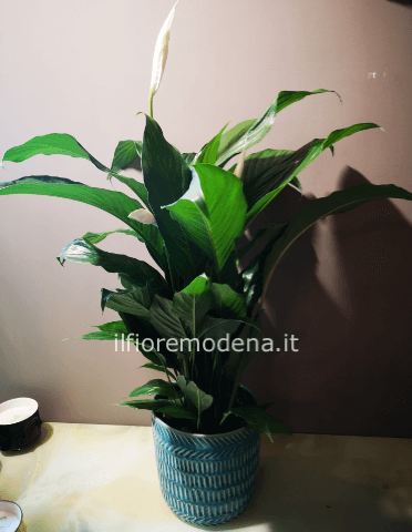 Pianta spatifilium