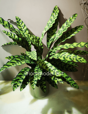 Pianta calathea