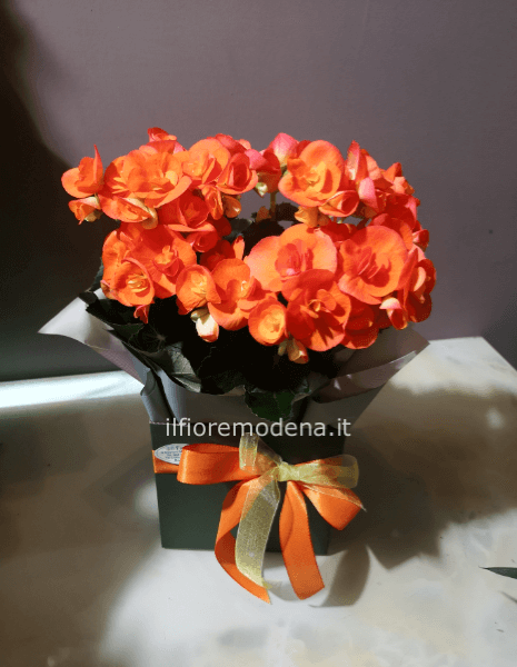 Pianta fiorita begonia