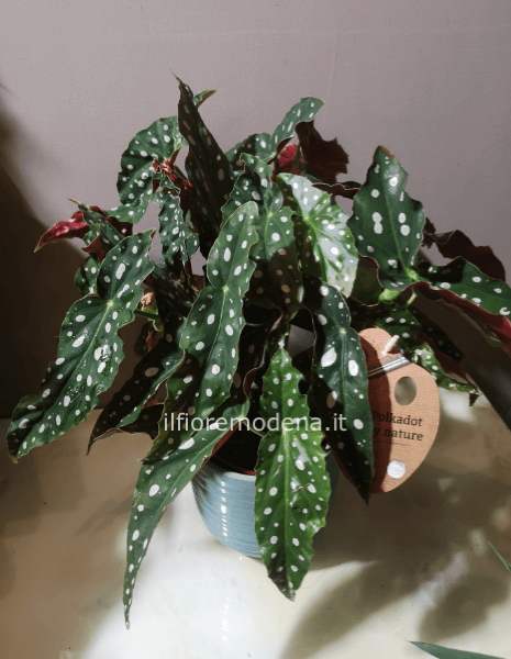 Pianta begonia maculata