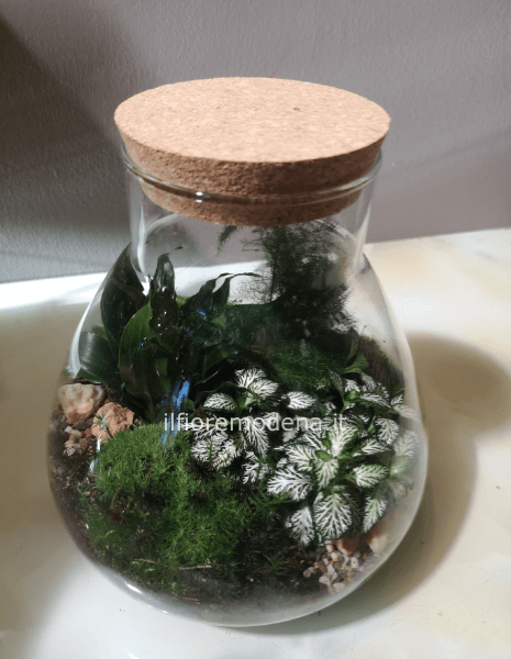 Composizione terrarium 