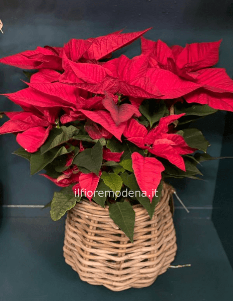 Stella di Natale (pianta euphorbia)