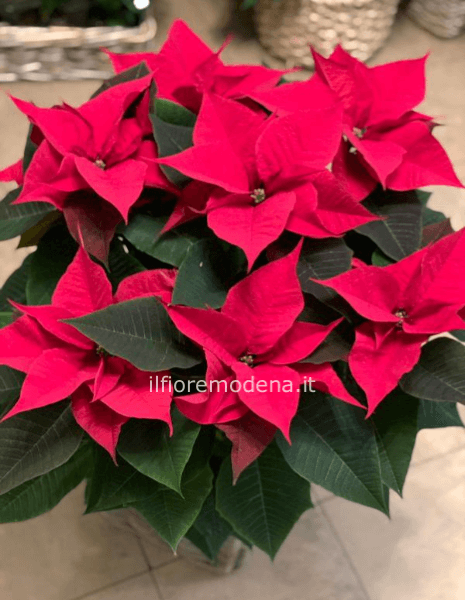 Stella di Natale grande (pianta euphorbia)