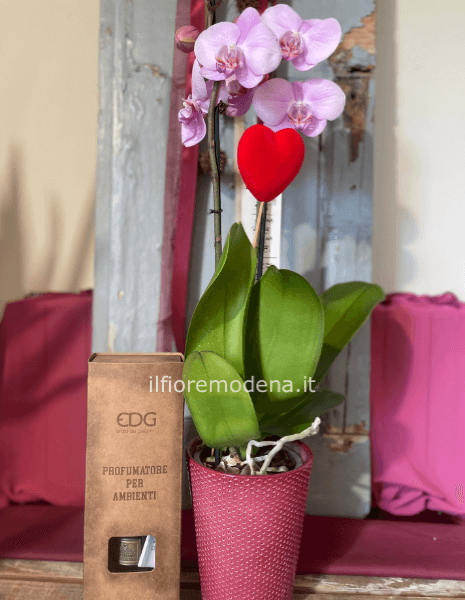 Pianta orchidea e profumatore