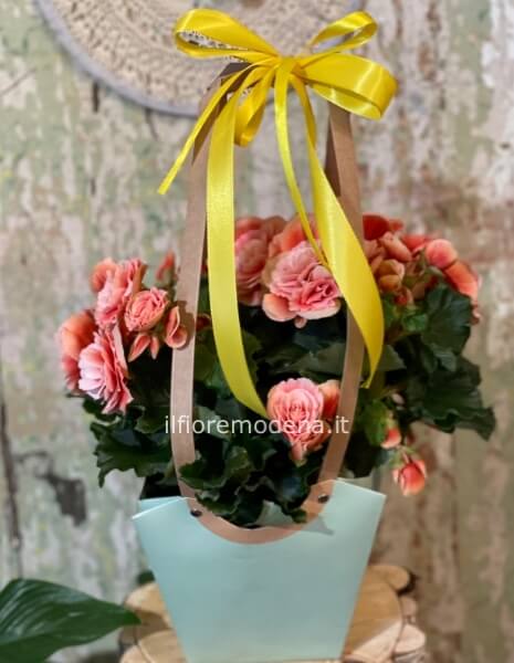 pianta fiorita di stagione