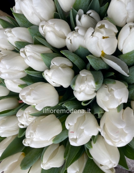 bouquet 12 tulipani bianchi