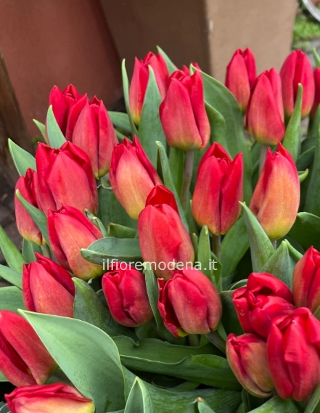 bouquet 12 tulipani rossi